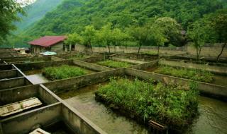 娃娃鱼养殖基地